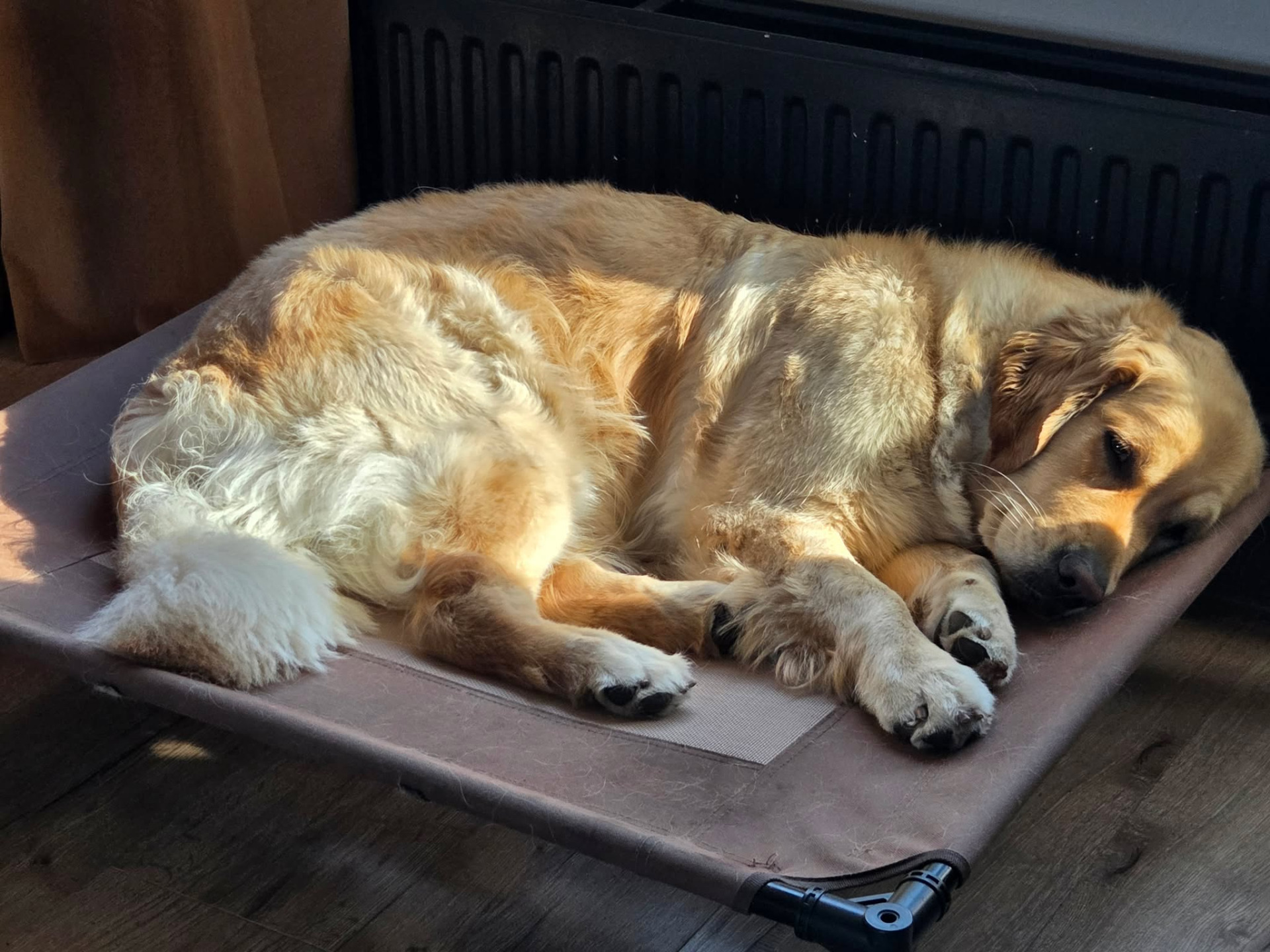 Mila lekker aan het 'broeden' na de dekkingen