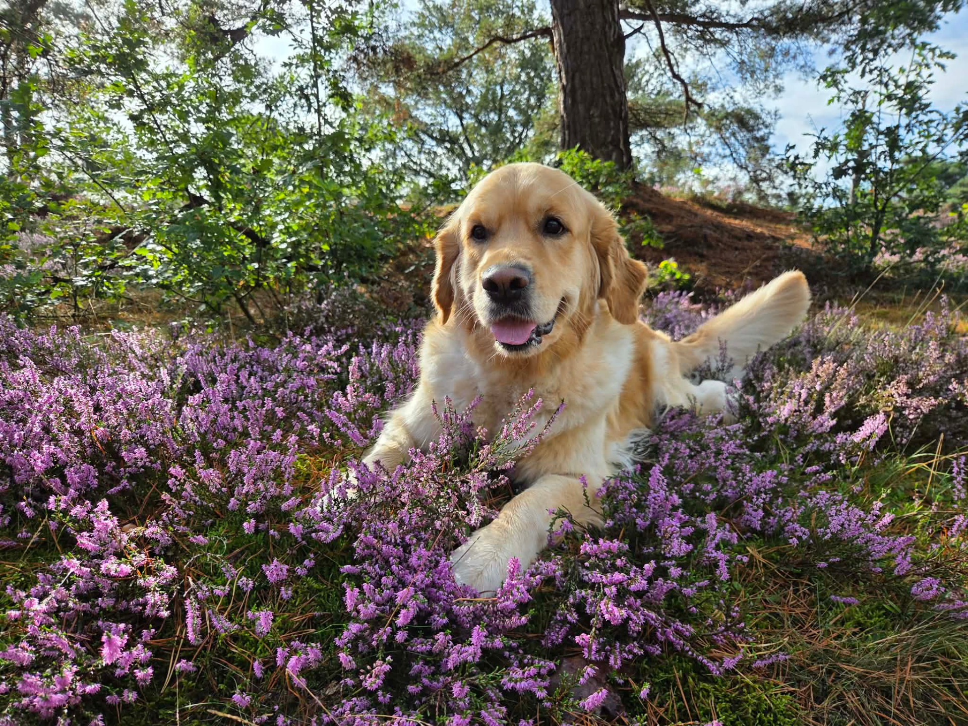 Mila vanmorgen in de heide